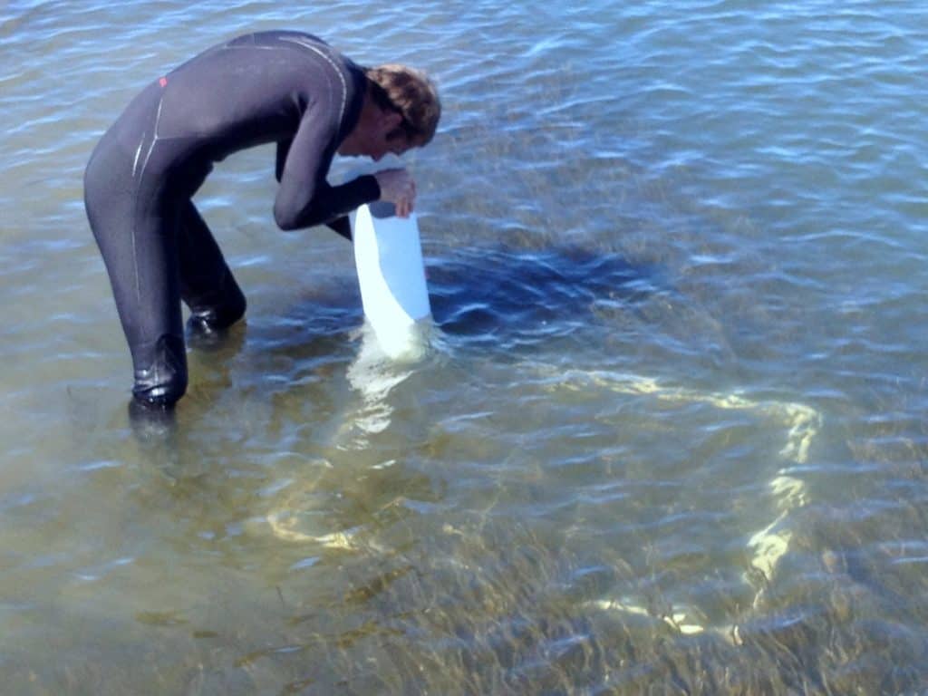 Use of bathyscope to assess seagrass patches at Sovereign Island