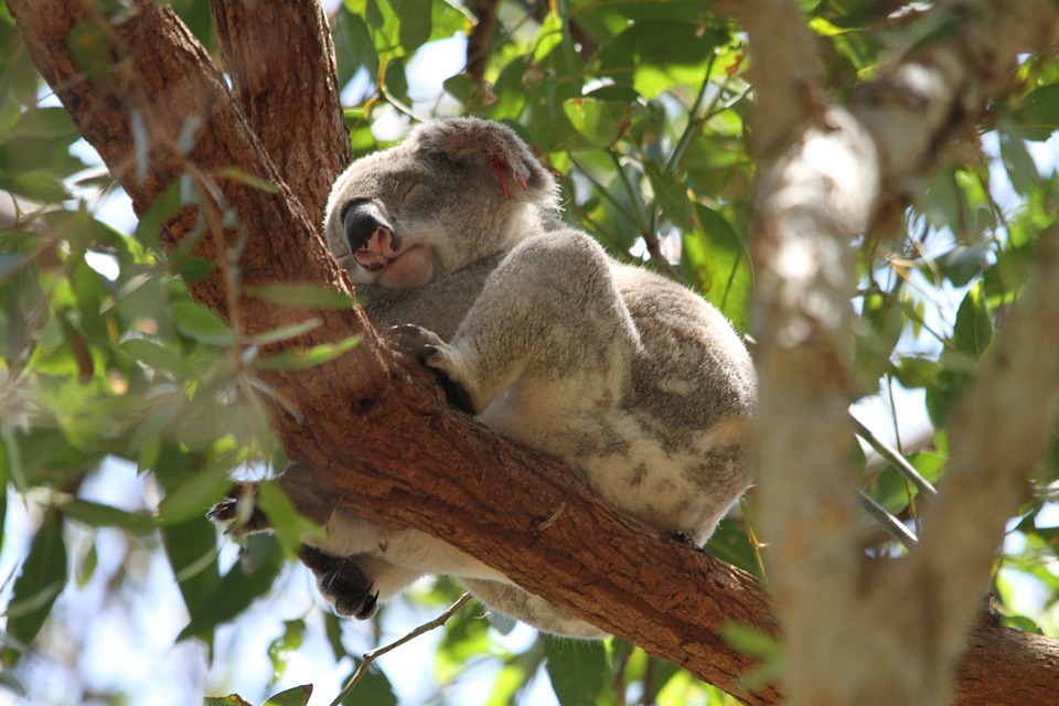 koala-185780_960_720