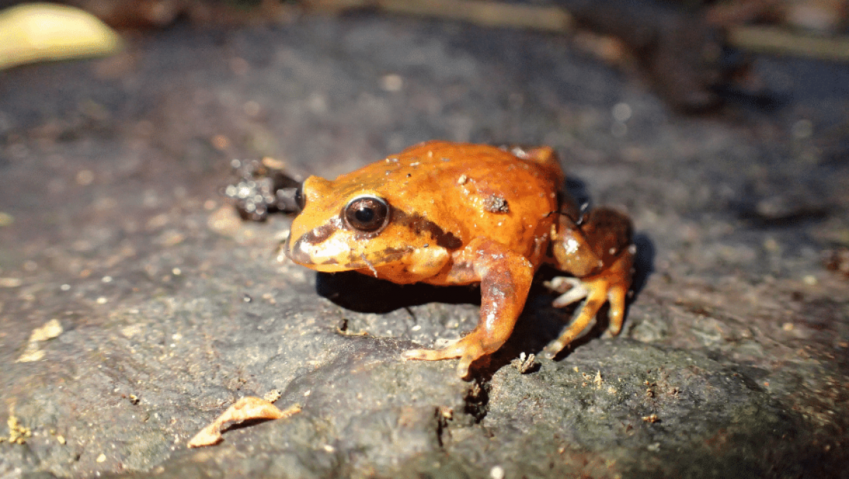 Red and Yellow Mountain Frog