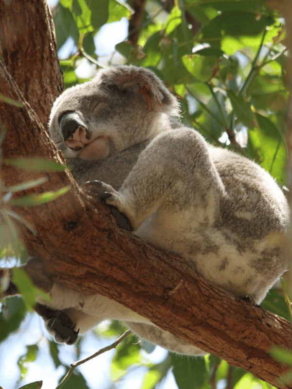Natura Pacific Koala