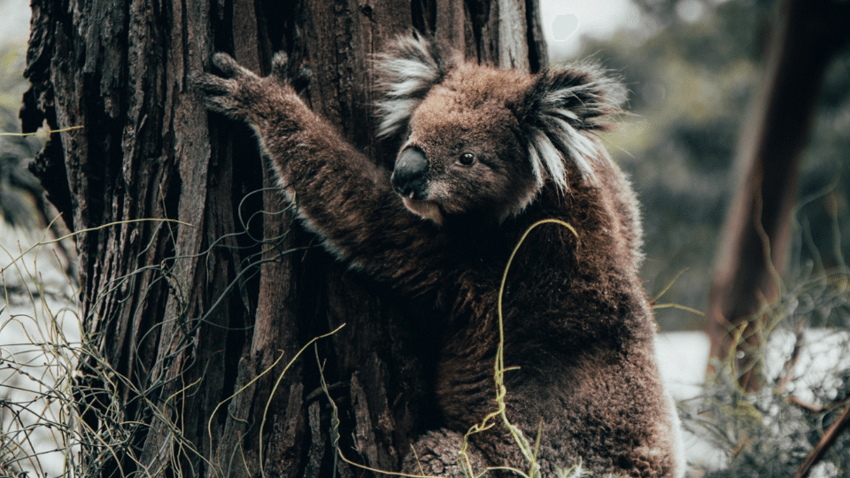 Natura Pacific Koala Habitat and Offset Monitoring