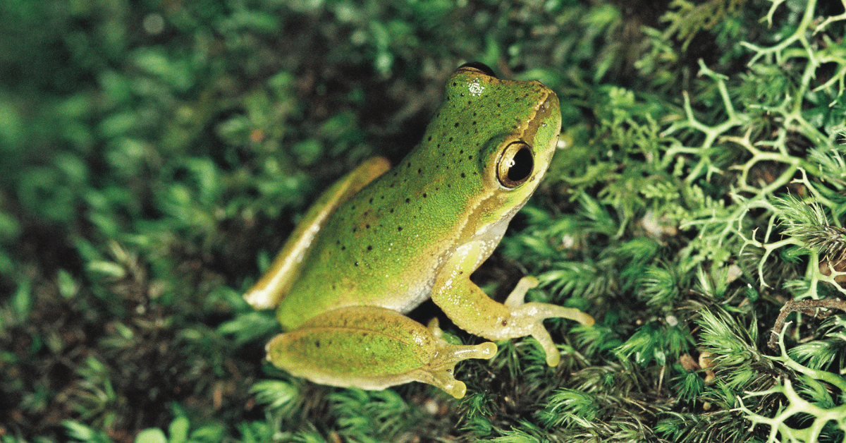 Cascade Tree-frog