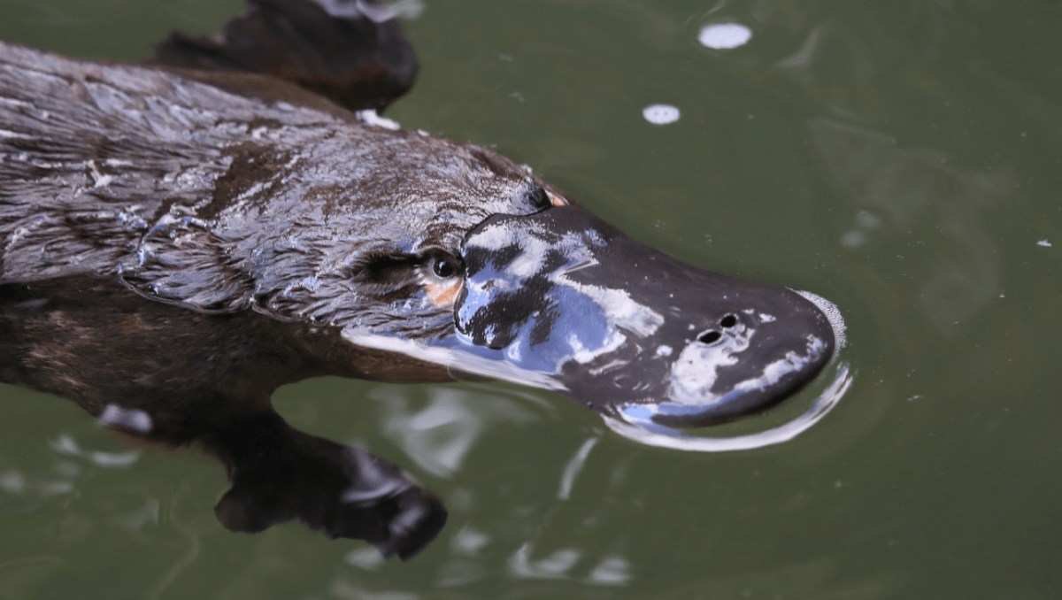 Duck-billed Platypus - Back from the Brink - Natura Pacific