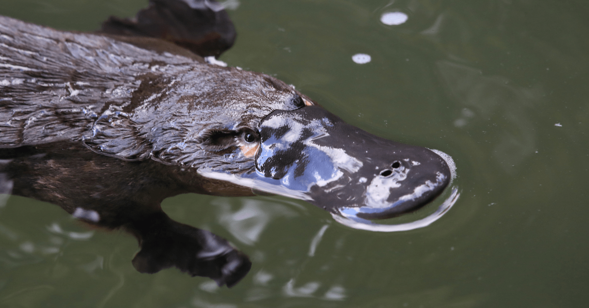 Natura Pacific Duck-billed Platypus