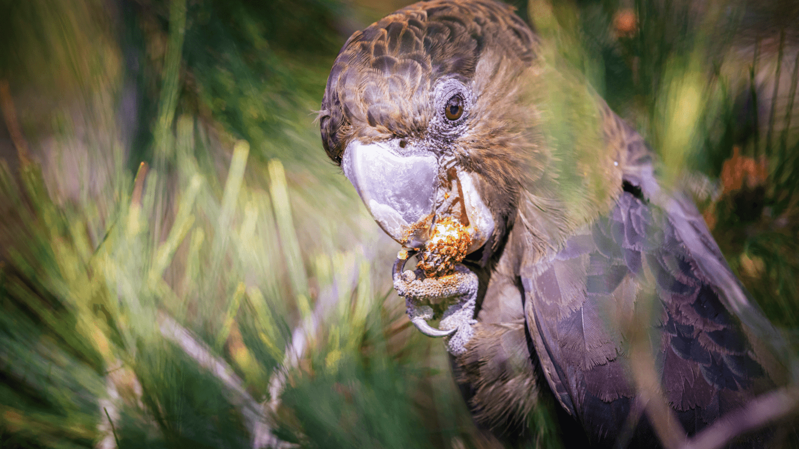 Glossy Black-cockatoo