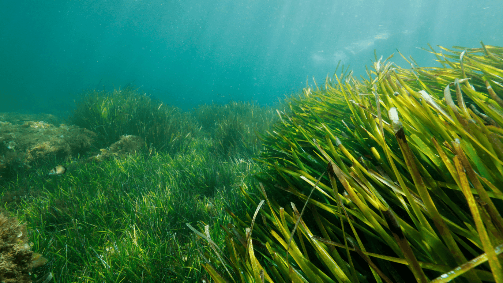 Carbon Seagrass